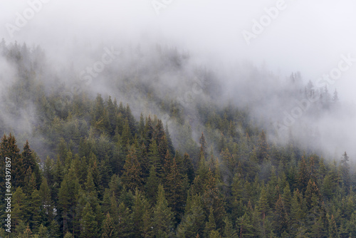 Beautiful pine forest in the fog. Beautiful winter panoramic mountain landscape. Bansko Alpine Ski Resort  Bulgaria. Pirin mountain.