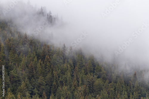 Beautiful pine forest in the fog. Beautiful winter panoramic mountain landscape. Bansko Alpine Ski Resort, Bulgaria. Pirin mountain. © Bojan