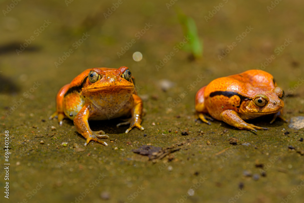Fototapeta premium Tomato frog, Peyrieras Nature reserve, Marazevo, Madagascar