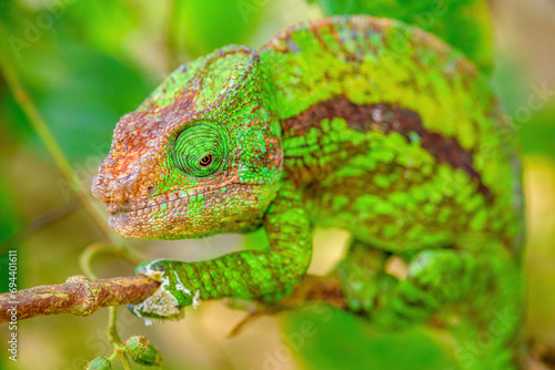Parson's chameleon, Andacibe, Madagascar