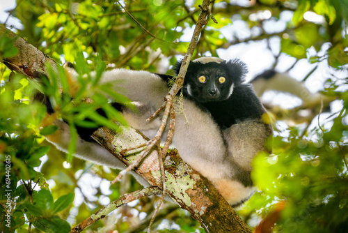 Indri lemur, Adacibe National Park , Madagascar photo