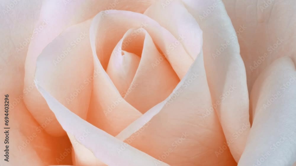 Timelapse of rose flower blooming. Flower open, time lapse, close-up. Wedding backdrop, Valentine's Day concept. 4K UHD video timelaps. Pantone peach Fuzz color of the year 2024