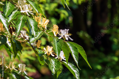 Maak honeysuckle or in latin Lonicera maackii shrub in bloom photo