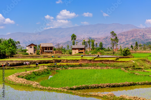Paddy fields of Madagascar seen between Andasibe and Ansirabe, Madagascar