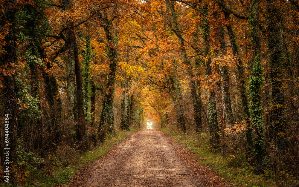 A track through an autumnal forest in the Dordogne region of France with a house at the end of the tunnel of orange foliage