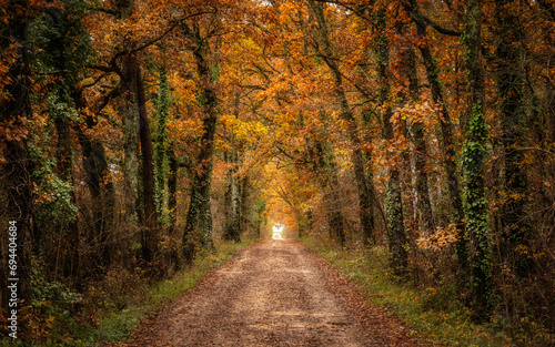 Fototapeta Naklejka Na Ścianę i Meble -  A track through an autumnal forest in the Dordogne region of France with a house at the end of the tunnel of orange foliage