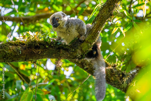 Red-fronted lemur, Ranomafana National Park, Madagascar