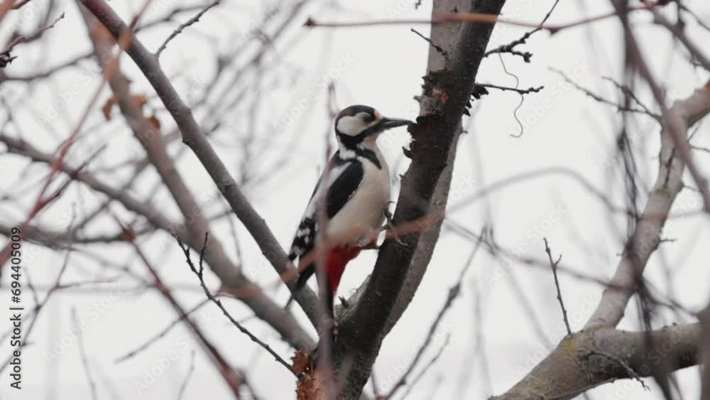A woodpecker in slow motion knocking on a tree