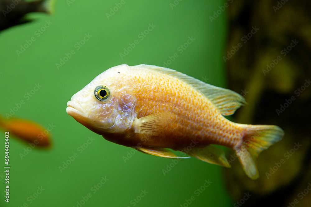 Malawi cichlids. Fish of the Labidochromis Hongi sp. Kimpuma Malawi cichlids. Fish of the Labidochromis Hongi sp. Kimpuma
