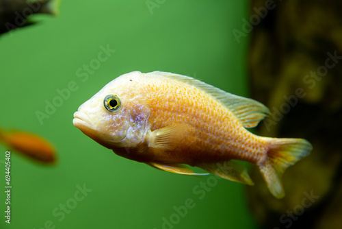 Malawi cichlids. Fish of the Labidochromis Hongi sp. Kimpuma © ArtEvent ET
