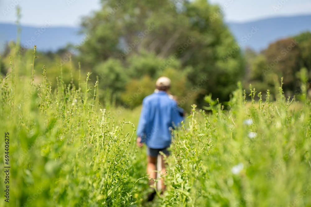 farmer in meadow chwcking a crop of green plants