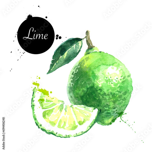 Watercolor hand drawn lime. Isolated eco natural food fruits illustration on white background