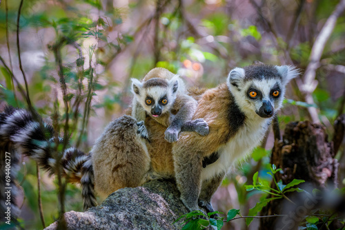 Ring-tailed Lemur with her baby riding on her, Anja Reserve- Ambalavao -village managed park, Madagascar photo