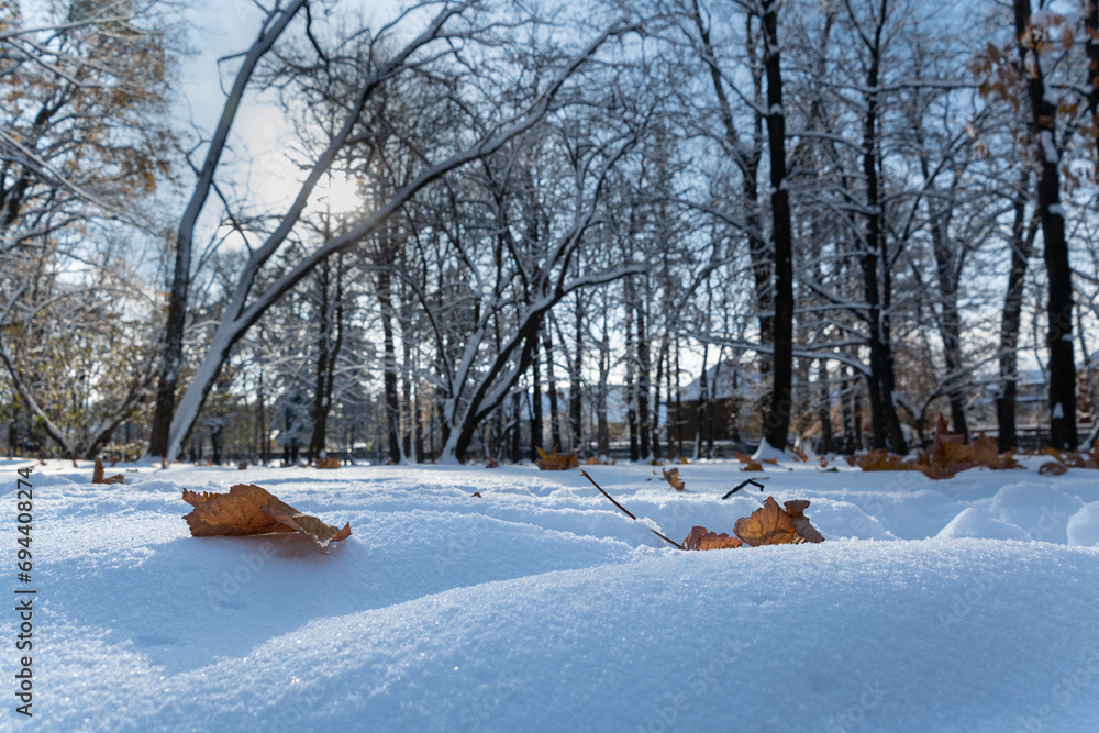 zima w parku, słońce świecące przez gałęzie drzew, suche liście na śniegu  - obrazy, fototapety, plakaty 