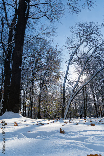 winter in the old park, trees covered with snow, dry, leaves on white snow