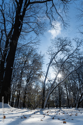 zima w parku, słońce świecące przez gałęzie drzew, suche liście na śniegu 