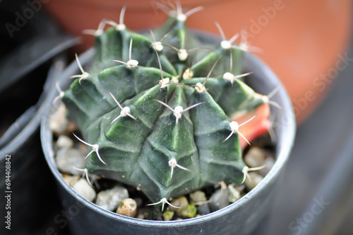 Gymnocalycium ,Gymnocalycium mihanovichii or gymnocalycium mihanovichii variegated  or cactus photo