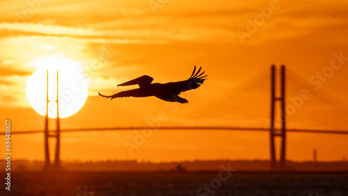 silhouette of a  pelican flying in front of the  Sidney Lanier Bridge in Brunswick, GA photo