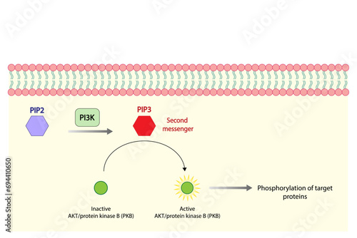 PI3K, Akt Pathway. phosphatidylinositol 3 kinase (PI3K). AKT, protein kinase B. PIP2 and PIP3. Vector illustration. photo