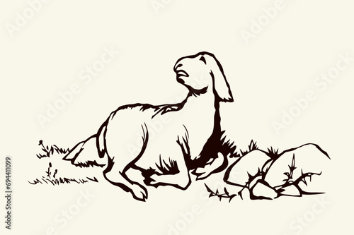 Vector drawing. The sheep got lost in the field