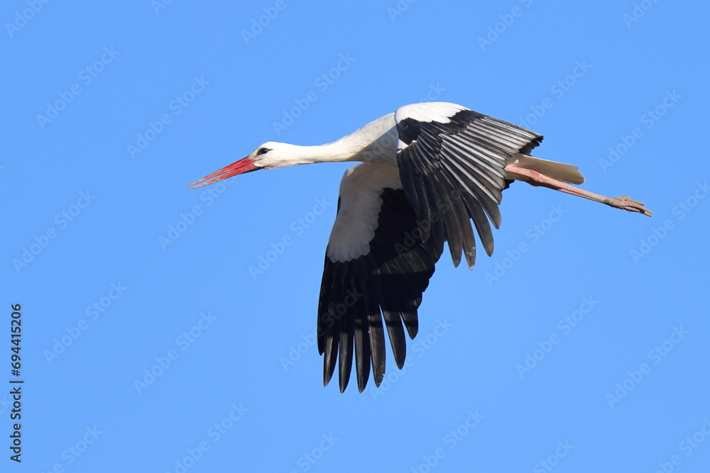 Obraz premium volo libero