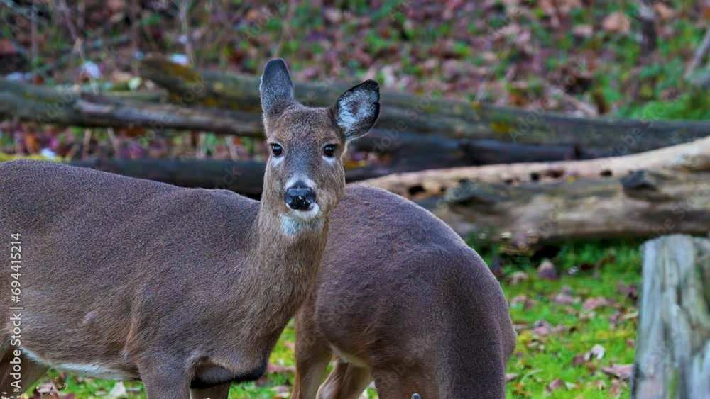 Young doe feeding in our yard this Autumn in Windsor in Broome County in Upstate NY. Young doe feeding in our yard this Autumn in Windsor in Broome County in Upstate NY.