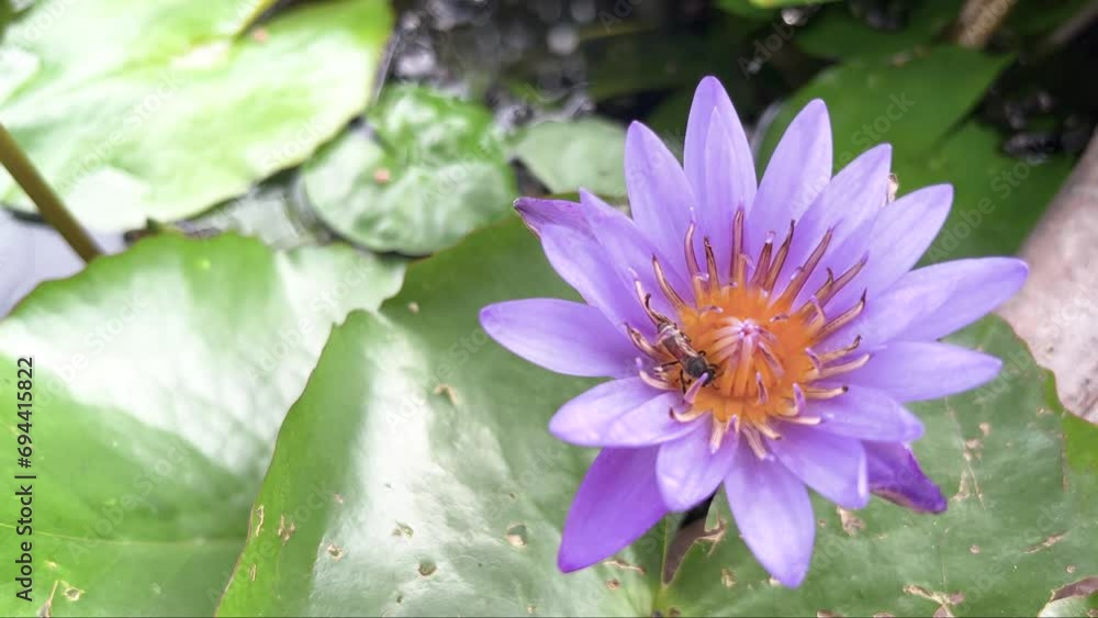 Bee To Find Nectar In Blooming Purple Water Lily Flower On Lotus Leaves Background In Lotus Basin At Temple, Windy Day. Way Of Little Animal Life, 28Nov2023 Bee To Find Nectar In Blooming Purple Water Lily Flower On Lotus Leaves Background In Lotus Basin At Temple, Windy Day. Way Of Little Animal Life, 28Nov2023