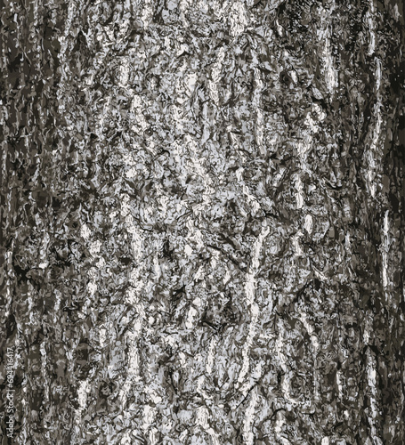 Vector illustration of ginkgo biloba tree bark. Tree bark background. 