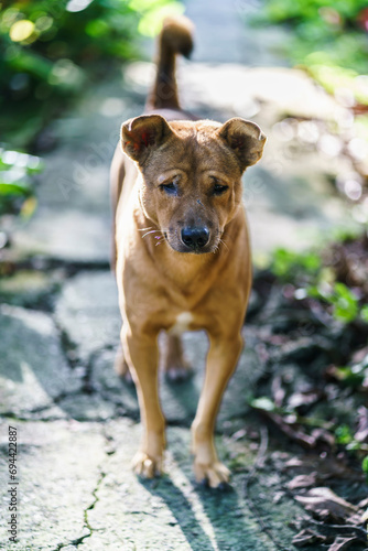 A brown dog with a messy face