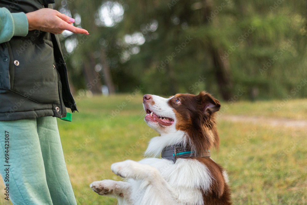 A young red, white and brown Australian Shepherd (aussie)  learning to obey. Dog training. Owner giving prize to dog. Close-up, portrait. Lifestyle.
