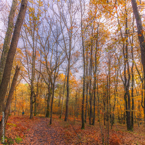 Forêt d'automne © Dominique