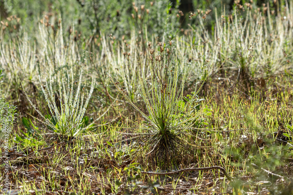 Obraz premium The portugues Sundew (Drosophyllum lusitanicum), a carnivorous plant, in natural habitat near Santiago Do Cacem in Portugal