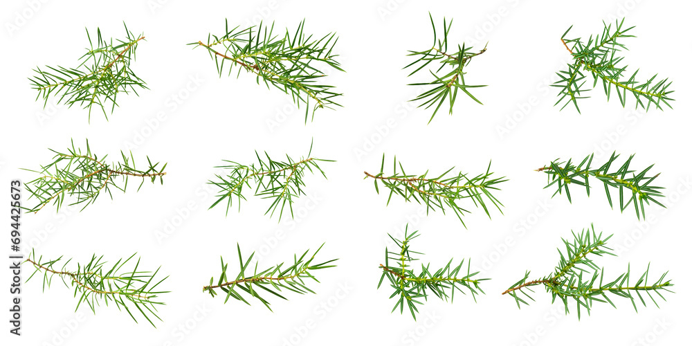 juniper twigs on a white isolated background - obrazy, fototapety, plakaty 