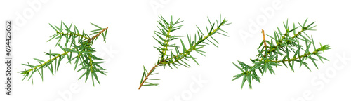 juniper twigs on a white isolated background photo
