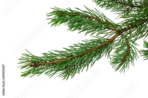 spring pine on a white isolated background