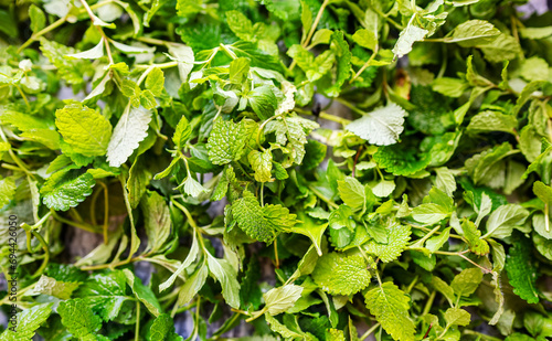 Wallpaper Mural Mint is dried to make tea in winter. Torontodigital.ca