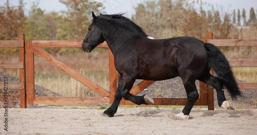 Black horse running trotting at outdoor arena, slow motion