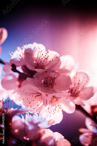 Spring tree blossom in blue and purple  neon color  tree blossom