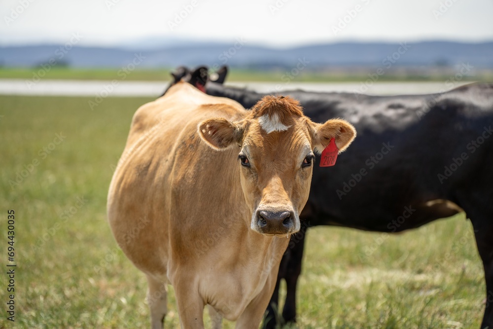 portrait Stud dairy cows grazing on grass in a field, in Australia. breeds include Friesian, Holstein, Jersey stud portrait Stud dairy cows grazing on grass in a field, in Australia. breeds include Friesian, Holstein, Jersey stud