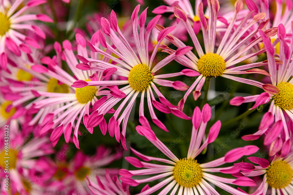 Pink chrysanthemum in the park and garden. Plant in a botanical garden. Pink chrysanthemum in the park and garden. Plant in a botanical garden.