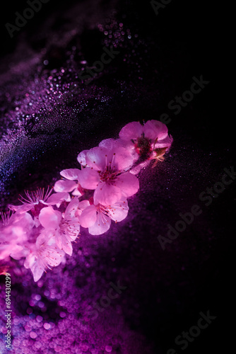 Spring tree blossom in blue and purple, neon color, tree blossom