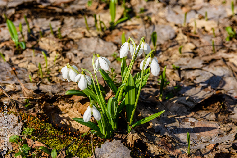 White blooming snowdrops (galanthus nivalis) at the forest on early spring White blooming snowdrops (galanthus nivalis) at the forest on early spring