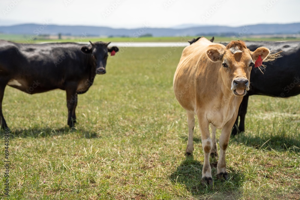 organic, regenerative, sustainable agriculture farm producing stud dairy cows. cattle grazing in a paddock. cow in a field on a ranch in springtime organic, regenerative, sustainable agriculture farm producing stud dairy cows. cattle grazing in a paddock. cow in a field on a ranch in springtime