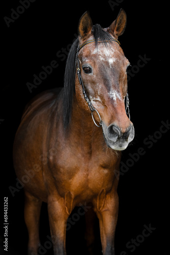 Senior horse portrait