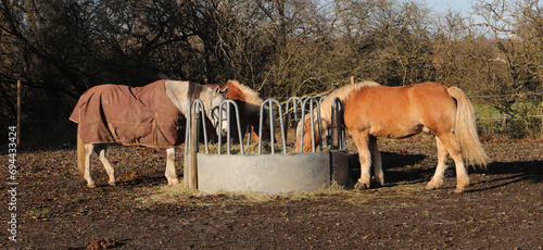 several horses are standing at a feed rack with hay photo