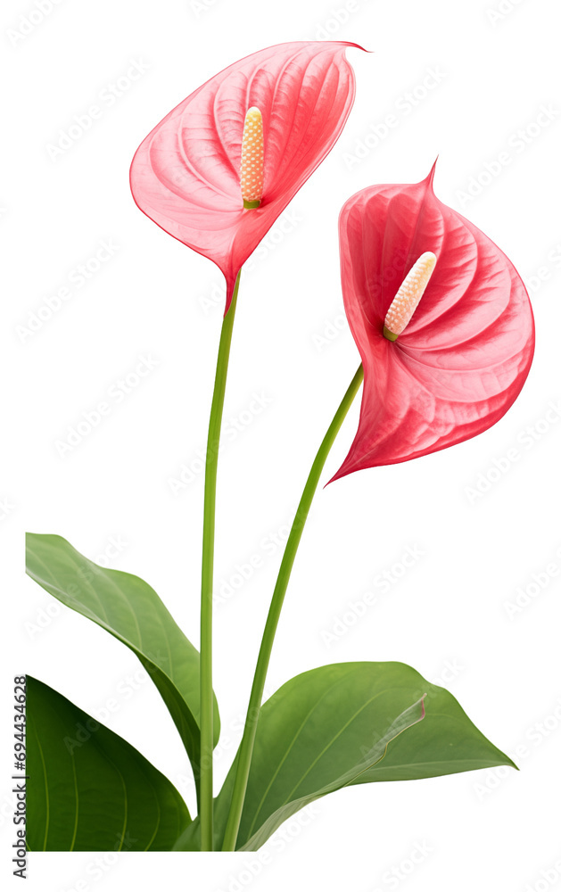 red Anthurium isolated on white background red Anthurium isolated on white background