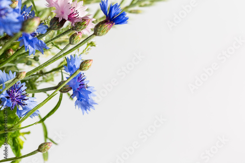 Beautiful wild flowers on a white background