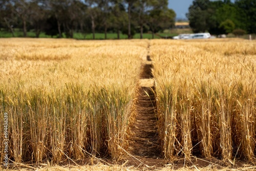 farming landscape of a wheat crop in australia photo