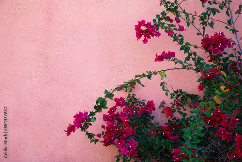 Background with copy space of colorful bougainvillea against Southwestern pink wall in Barrio Viego, Tucson, Arizona, United States
