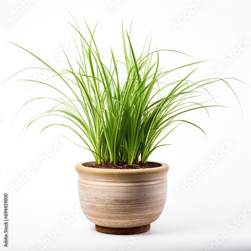 A small green carex oshimensis plant in pot. idea plant for garden. isolated on white background. Png format.